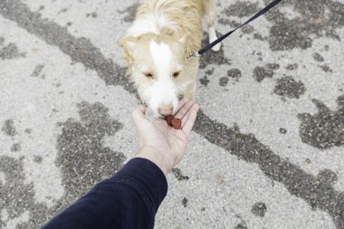 Küçük köpek aşk