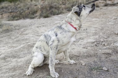 Grimsi köpek oturan