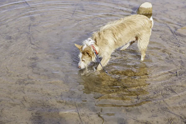 Pequeno cão rio — Fotografia de Stock