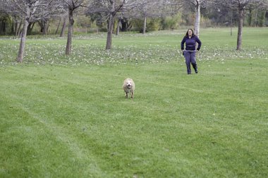 Orman çalışan köpek
