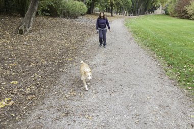 Köpek çalışan Parkı