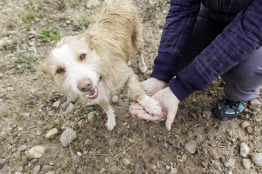 Neşeli kişi köpek