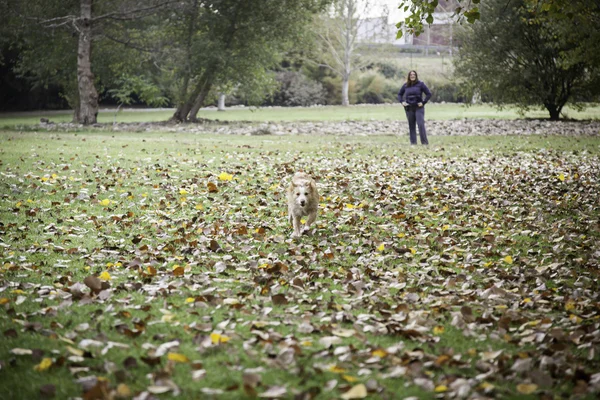 Chien courant automne — Photo