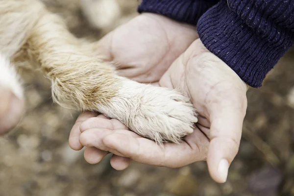 Hond en hand hoof — Stockfoto