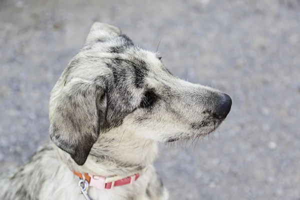 Šedý pes štěně — Stock fotografie