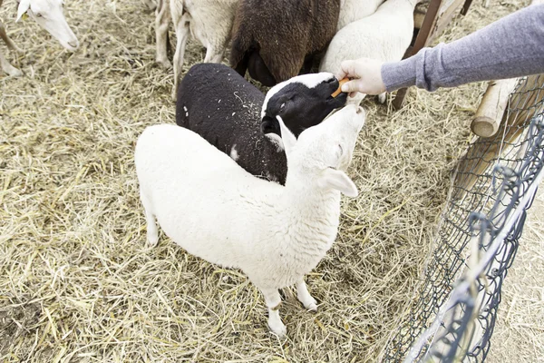 Malá ovce jíst — Stock fotografie