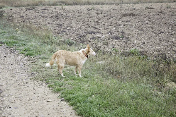 Hund i fältet — Stockfoto