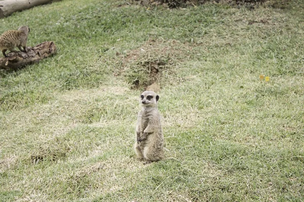 Meerkat dans la nature zoo — Photo