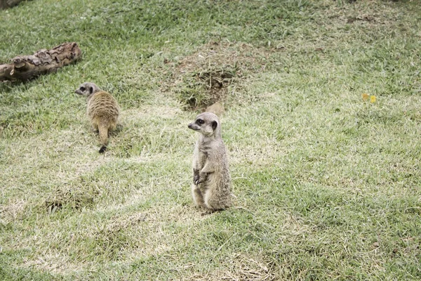 Famille des suricates — Photo