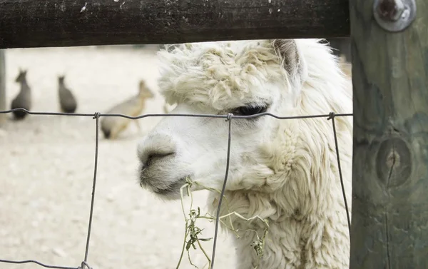 LLama on reservation — Stock Photo, Image