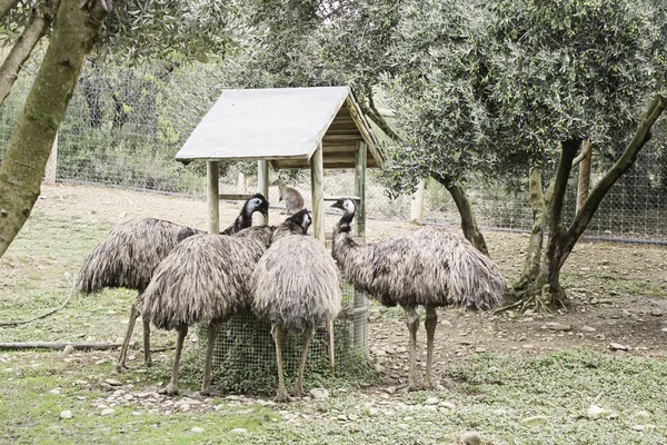 Сім'ї страус зоопарк — стокове фото