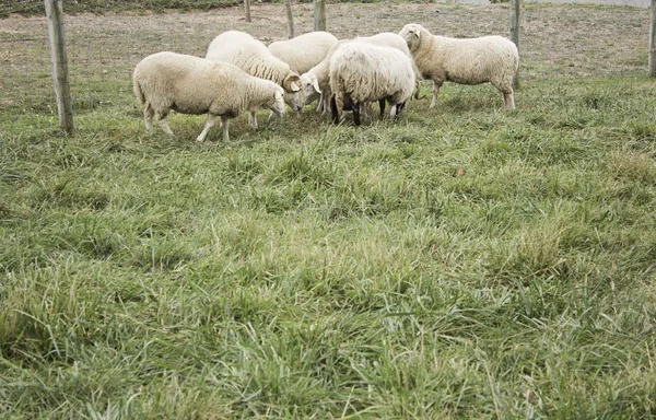 Stado owiec gospodarstwa — Zdjęcie stockowe