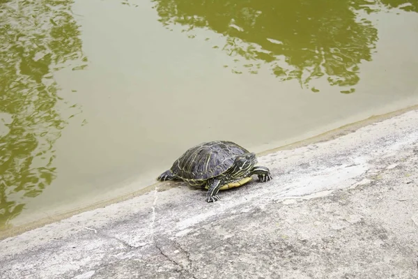Želva v jezeře — Stock fotografie