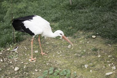 Storks in Park nature reserve, birds stock vector