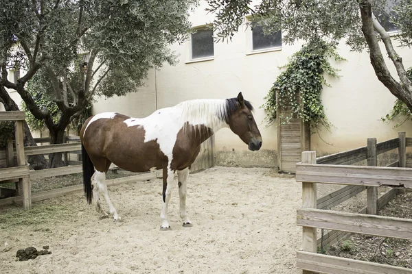 Vilda hästar Brown — Stockfoto