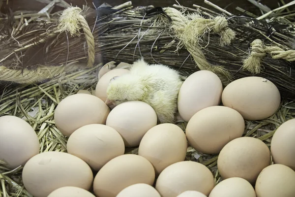 Pollitos nacidos huevo — Foto de Stock