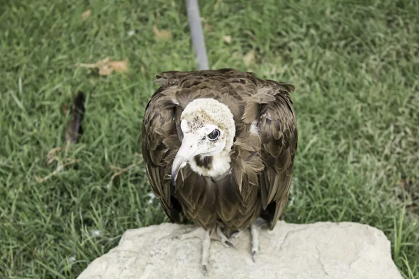 Small brown vulture — Stock Photo, Image