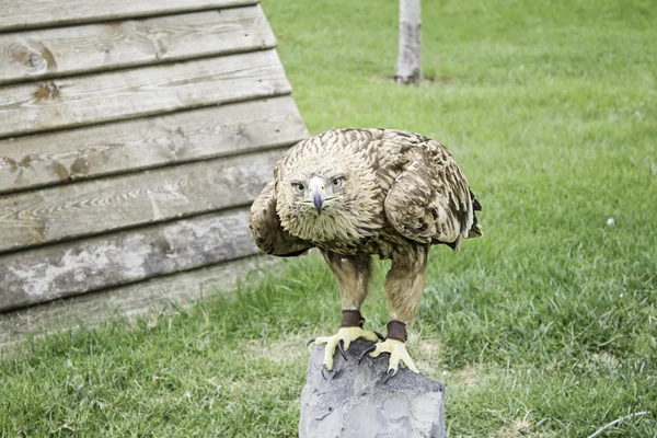 Posa di grande aquila — Foto Stock