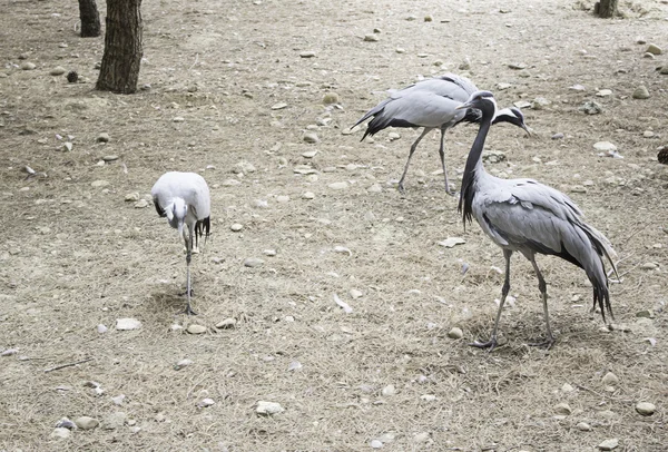 Reiher im Park — Stockfoto