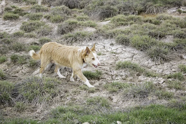 Promenades gratuites pour chiens — Photo