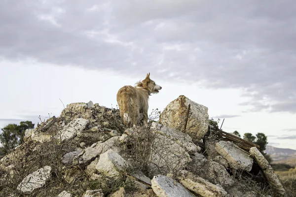 Mountain top dog — Stock Photo, Image