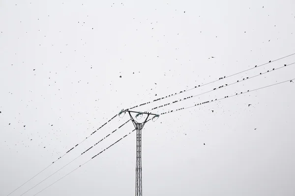 Пилон электричества птиц — стоковое фото