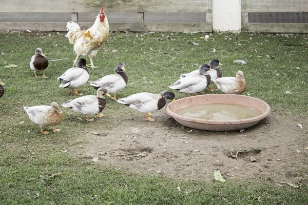 Enten und Hühner — Stockfoto