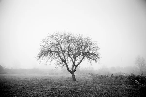 Ağaç üzgün sis — Stok fotoğraf