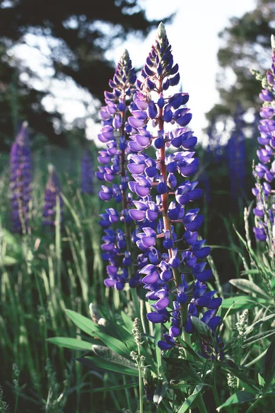 Hermosas Flores Púrpuras Atardecer Campo — Foto de Stock