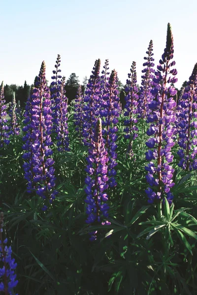 Hermosas Flores Púrpuras Atardecer Campo — Foto de Stock