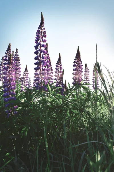 Hermosas Flores Púrpuras Atardecer Campo — Foto de Stock