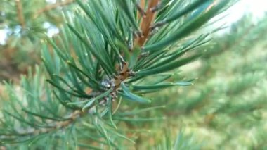 Çam ağacından güzel yeşil dal 