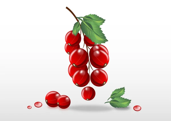 Branch of red currants — Stock Vector