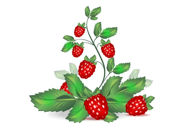 Branch with berries raspberries — Stock Vector