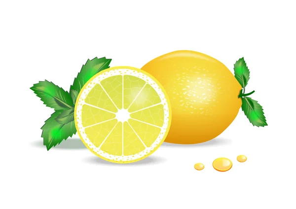 Limón y menta sobre fondo blanco — Vector de stock