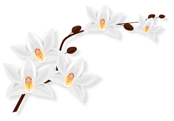 The Orchid branch isolated on white background — Stock Vector