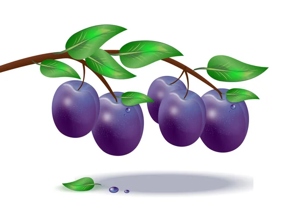 Ripe plums on a tree branch on a white background — Stock Vector