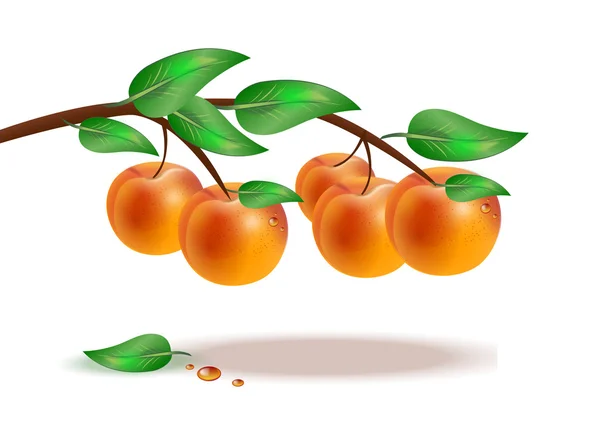 Ripe peaches on a branch on white background — Stock Vector