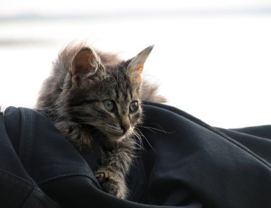 Evcil hayvan. Yeşil gözlü güzel kabarık brindle yavru kedi.