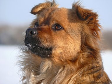 Köpek. Kızıl saçlı Melez namlu.