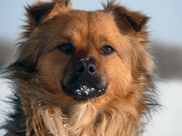 Pooch. die Schnauze des rothaarigen Mischlings. — Stockfoto