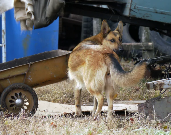 Der Dorfplatz. pooch. großer roter Hund der Hund im Hof. — Stockfoto