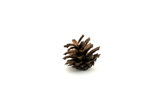 Pine cone. Isolated object on white background. — Stock Photo, Image