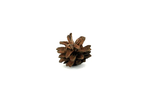 Pine cone. Isolated object on white background. — Stock Photo, Image