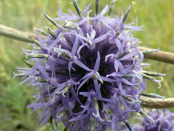 Aconitum sp. Редкие цветы озера Байкал, остров Ольхон . — стоковое фото