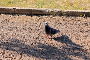 Kuş güvercin ve Sparrow sokakta yürürken