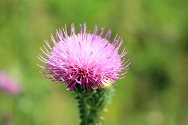 Le spine del fiore, le erbacce . — Foto Stock