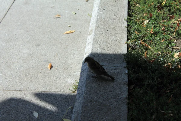 Die Vogeltaube und der Spatz gehen die Straße hinunter — Stockfoto