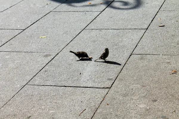 The bird dove and Sparrow are walking down the street — Stock Photo, Image