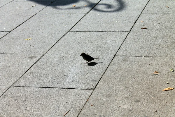 새 비둘기와 참새 길을 걷으십시오 — 스톡 사진
